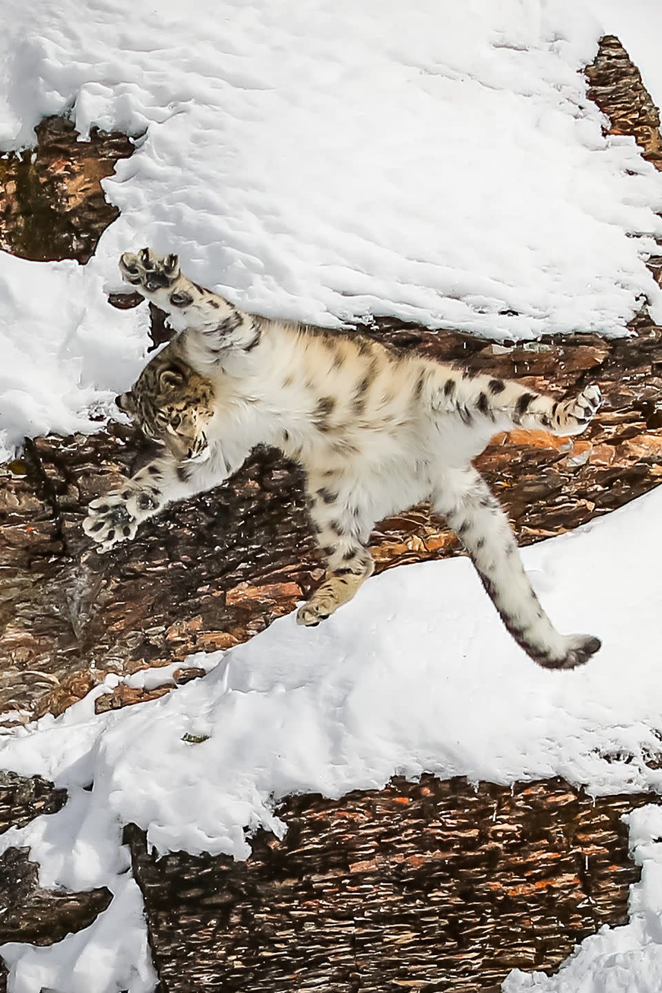 <p>Snow leopards inhabit mountainous ledges and peaks, so they’re built for cold weather and jumping. Their feet are covered in fur to help keep them warm in snowy conditions, and act as snow shoes. They have long tails that help maintain balance. And in one leap, they can get up to 50 feet thanks to powerful hind legs.</p>