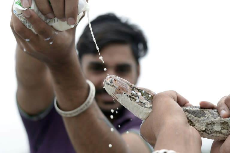 Milk -- a traditional tribute -- is poured on the snakes' faces, as the charmers play music