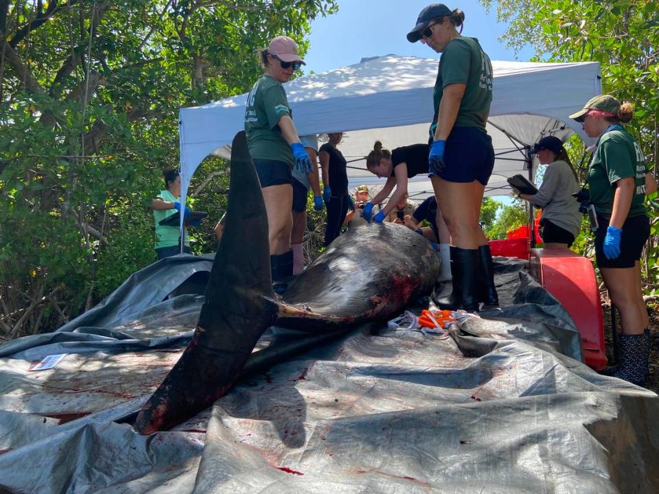 Biologists with Dolphns Plus Marine Mammal Responder and the Florida Fish and Wildlife Conservation Commission perform a necropsy Monday, Aug. 14, 2023, on a Gervais’ beaked whale that died off the Florida Keys the day before.