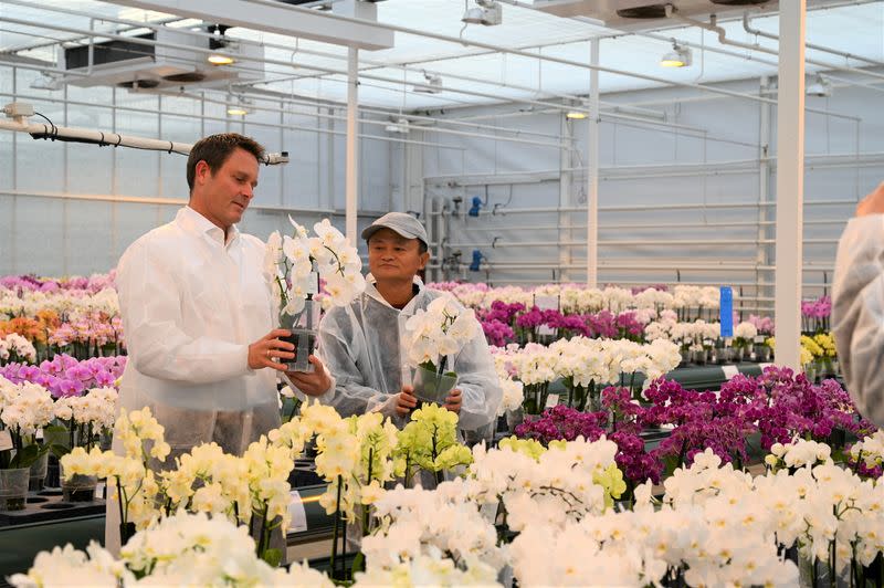 FILE PHOTO: Jack Ma, Alibaba Group founder, visits a Dutch flower grower Anthura in the town of Bleiswijk