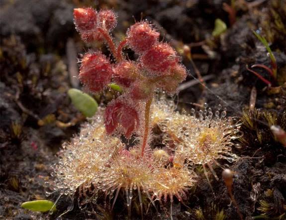 Here, the carnivorous sundew plant growing on the foothills of Mt. Cameron, in northeastern Tasmania. Researchers have found the plant's snappy tentacles can capture an insect in just 75 milliseconds.