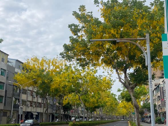 每年春末夏初，花語為金色之戀的阿勃勒花朵陸續於港都街頭開花綻放，樹上垂吊起一串一串金黃綻放的花朵，在藍天輝映下搖曳生姿，值得民眾駐足賞花。（記者呂佩琍攝）