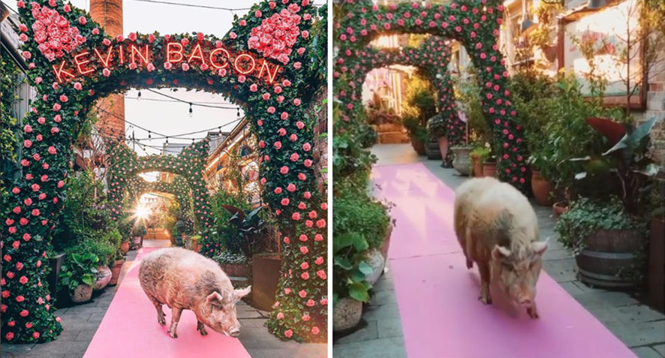 Kevin Bacon is the retiring pig mascot of Sydney cafe The Grounds of Alexandria.