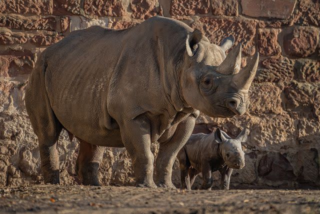 <p>Chester Zoo</p> Zuri and her calf have been busy bonding since the birth.