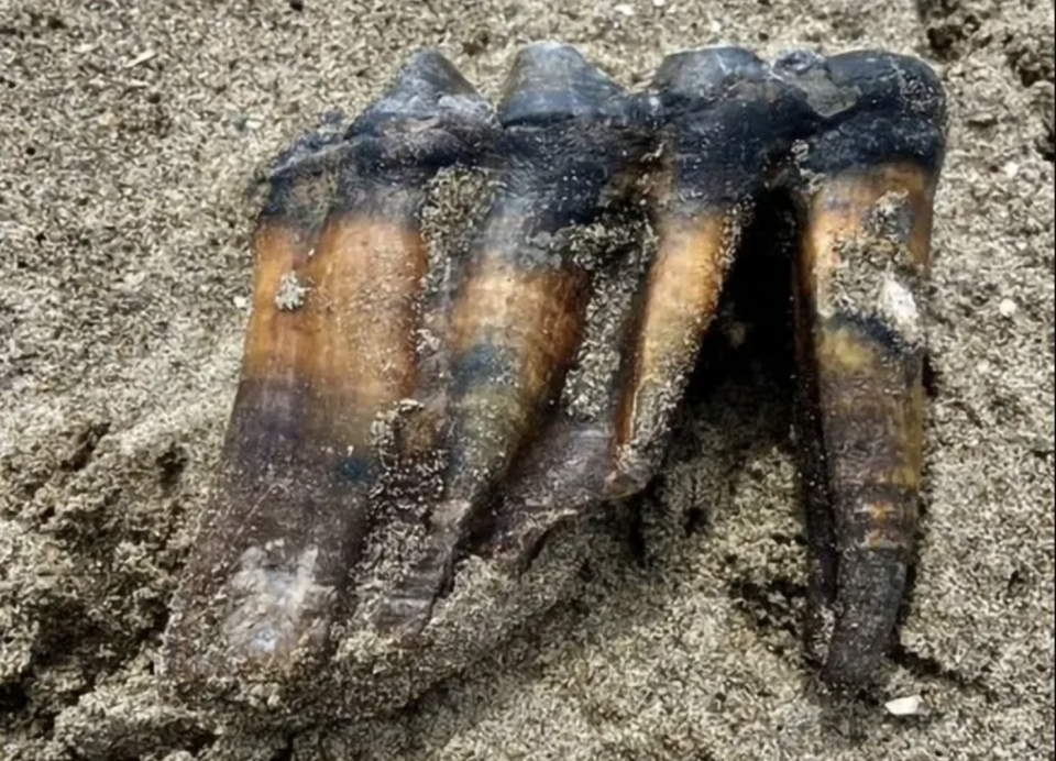 Dieses von Jennifer Schuh zur Verfügung gestellte Foto vom 26. Mai 2023 zeigt einen Mastodon-Zahn im Sand an einem Strand in Aptos, Kalifornien. - Copyright: Jennifer Schuh via AP