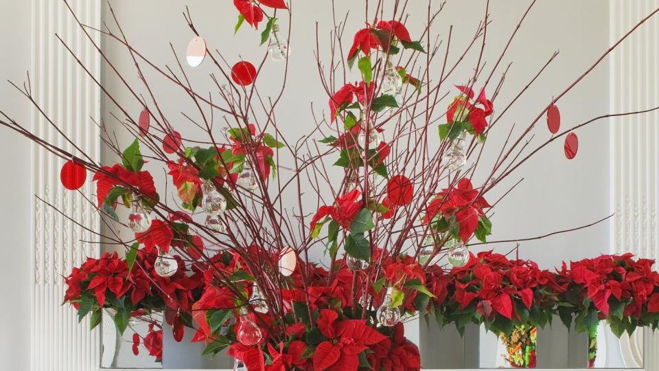 dining table decorated with poinsettias