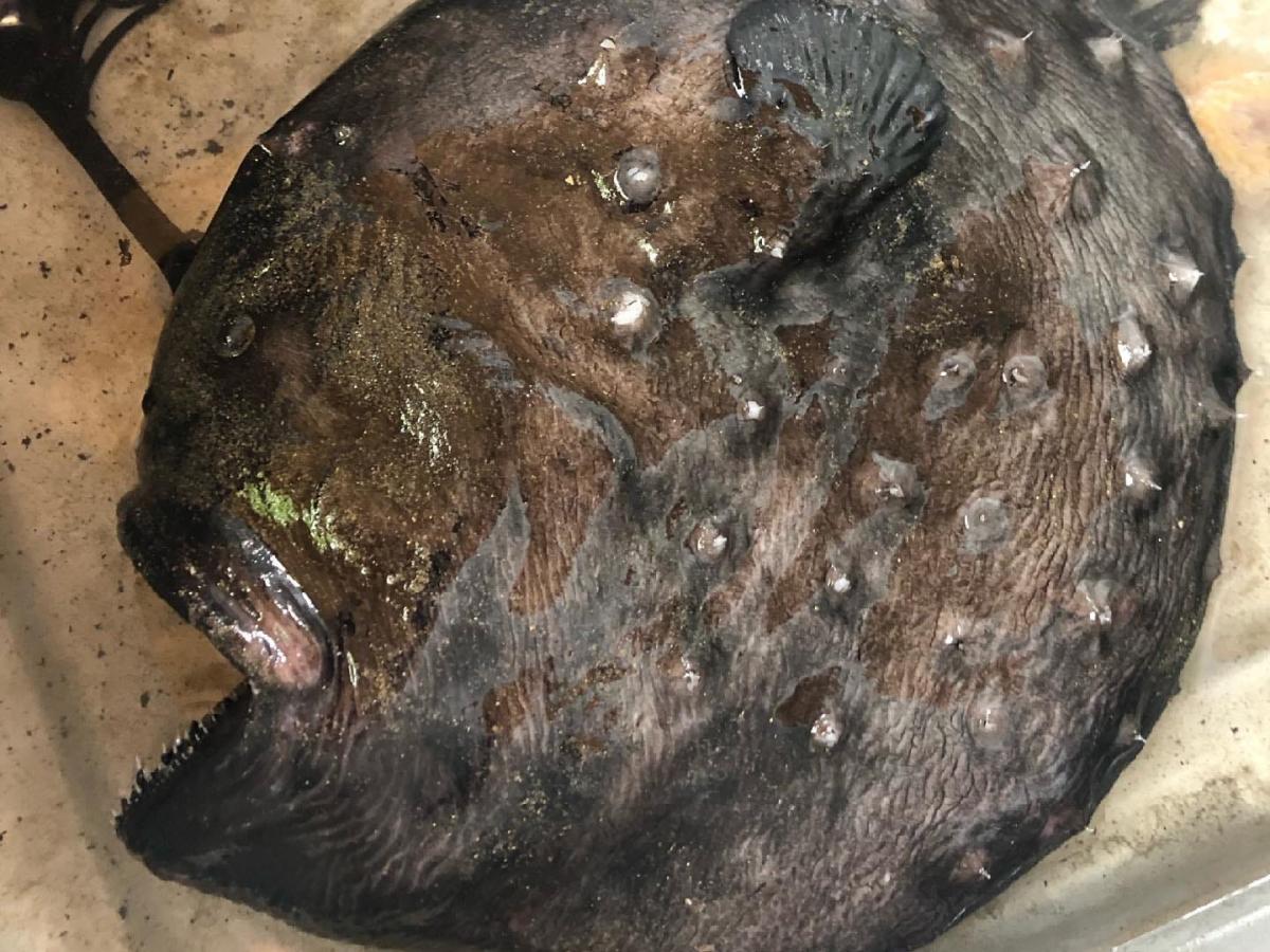 A rare - and creepy - deep-sea fish washed ashore on a California beach