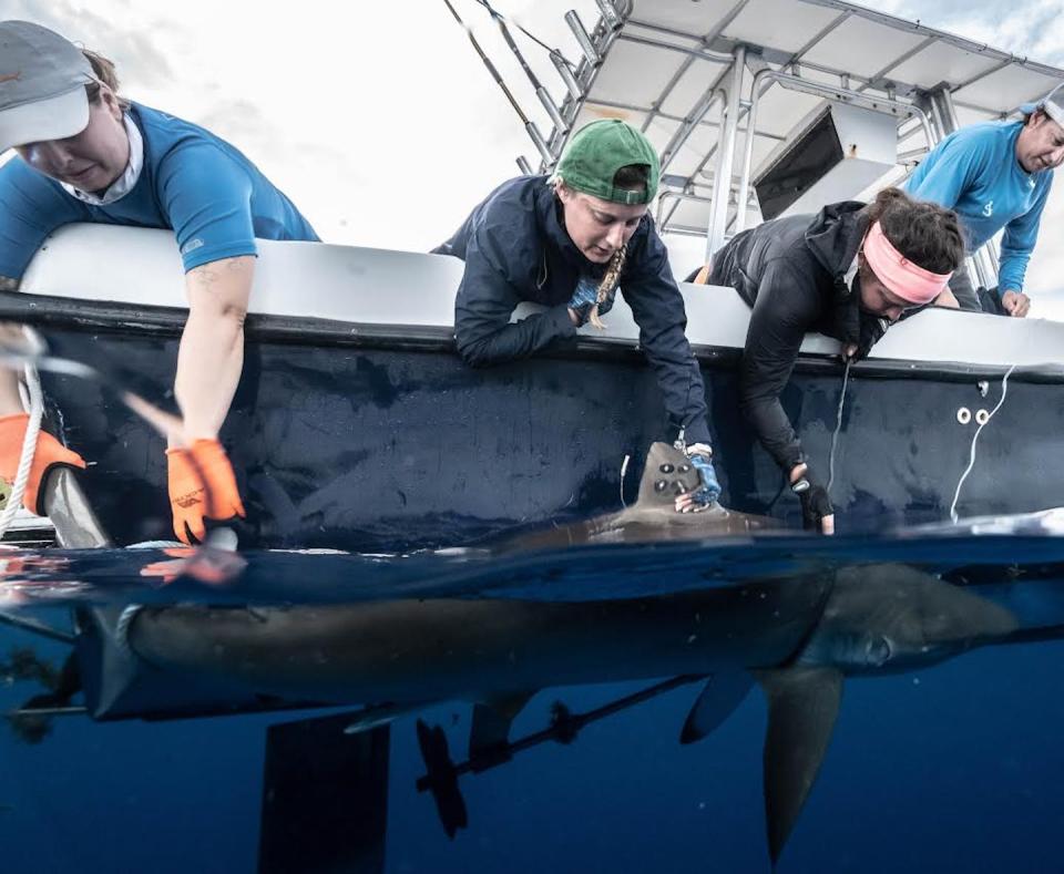 Three scientists wearing latex gloves lean over the side of a boat holding a stationary shark.  The woman in the middle attaches a handmade tag with a short antenna to the fin on the shark's back.