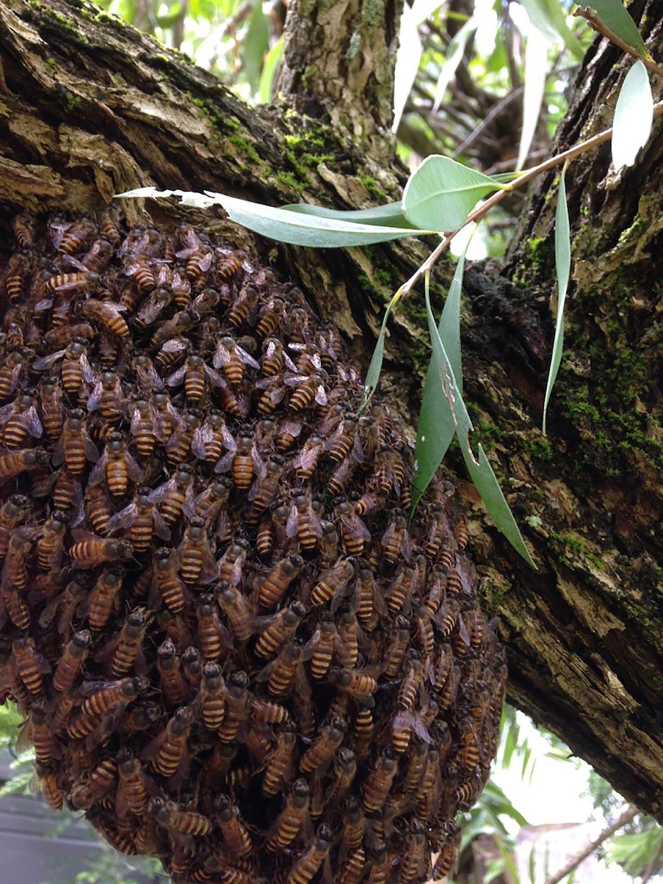 Swarm of invasive Apis cerana in Cairns, North Queensland. <em>Credit: Ros Gloag, 2016 </em>