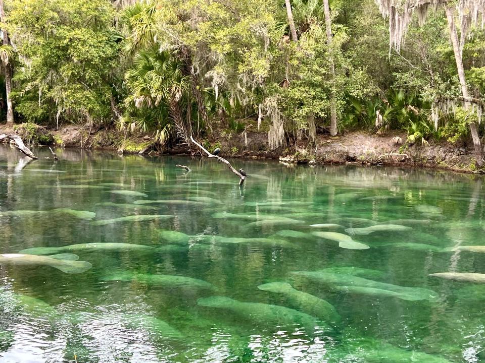 Manatees float in the clear water at Blue Spring State Park in Orange City, Florida on a cold day in January 2024. Park visitor Arnette Sherman capture this photo the same week that park staff counted a record number of the animals in the spring run.