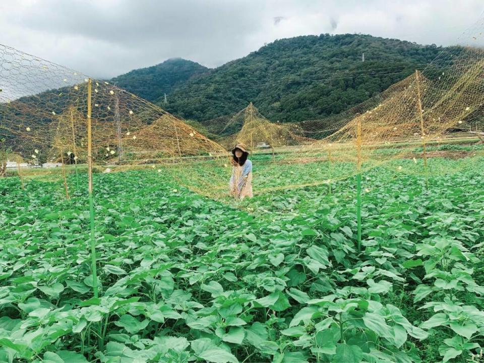 為了協助振興花蓮農業，農業部爭取1.83億元的「獎勵農村旅遊」預算，規劃發放250元面額的類農遊券。   圖：翻攝自農業部臉書