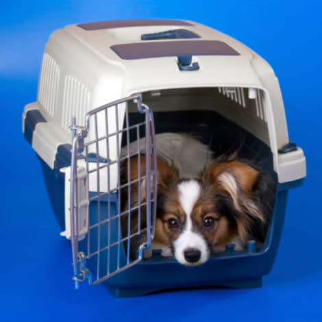 Are pets really safe when they fly?