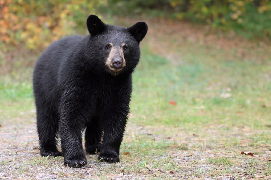 Wild American Black Bear Cub in Ontario, Canada.