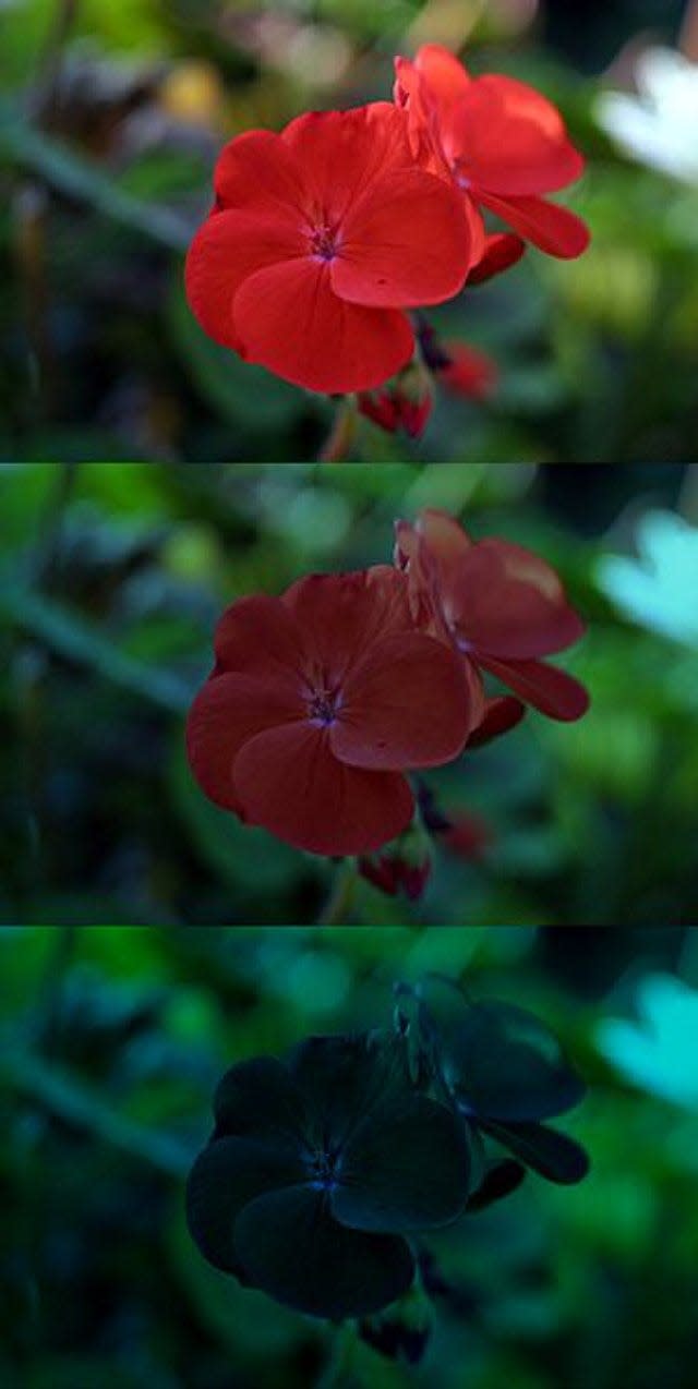 A vertical collage of three photos of the same red geranium photographed in different levels of light to demonstrate the The Purkinje effect, with the brightest light in the top image and the lowest light in the bottom image.