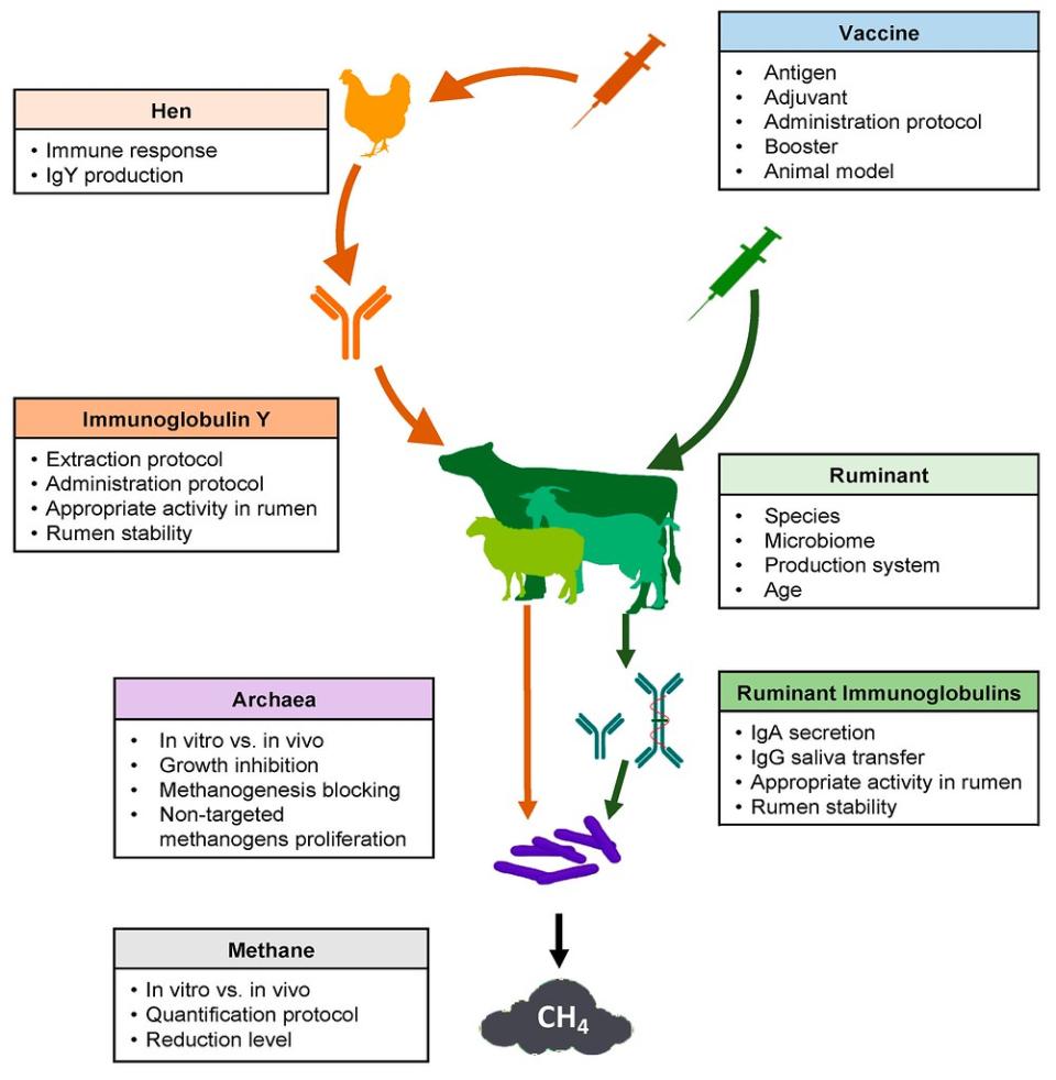 抗甲烷疫苗研發流程與挑戰。圖片來源：擷取自《Are Vaccines the Solution for Methane Emissions from Ruminants? A Systematic Review》研究報告