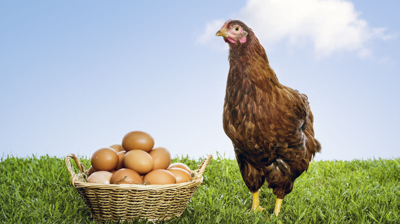 hen by basket of eggs