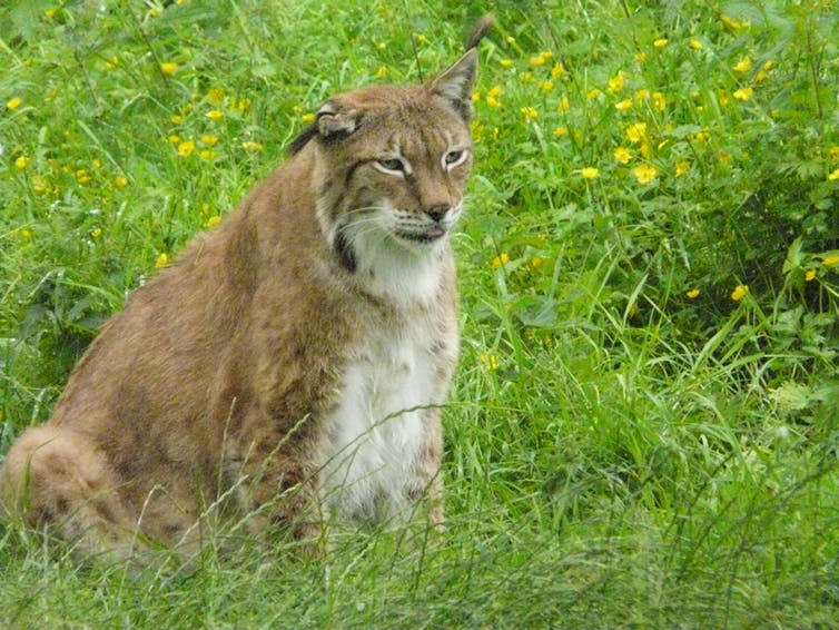 A ginger-white lynx with glazed look and tongue sticking out in field of buttercups.