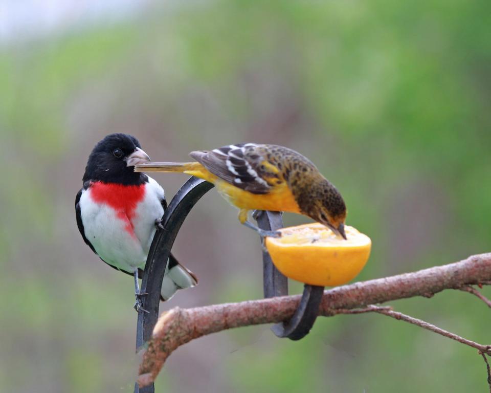 A grosbeak and an oriole enjoy an orange in this photo captured by reader Janie Ferguson.