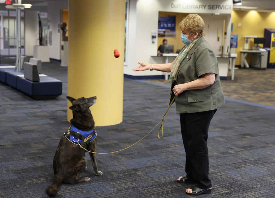 MIAMI, FLORIDA - JANUARY 27: DeEtta Mills,  Director of the International University's International Forensic Research Institute, tosses a chew toy to One-Betta, a COVID-19 sniffing Dutch Shepard, on the Florida International University campus on January 27, 2021 in Miami, Florida.  One-Betta is one of four dogs who were trained by Florida International University's International Forensic Research Institute. The school plans on using the dogs to detect COVID-19 on campus as well as at the Florida State Capitol.  The dogs, who will work on campus during the spring semester to try to control the spread of coronavirus at the school, have been trained to detect coronavirus odors first in a controlled lab environment and then in larger spaces such as class rooms auditoriums, computer labs and libraries.  (Photo by Joe Raedle/Getty Images)