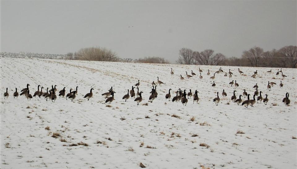 The Farmington area hasn't seen a white Christmas since 2015, but two storm systems poised to move through the Four Corners region this weekend could end that streak.