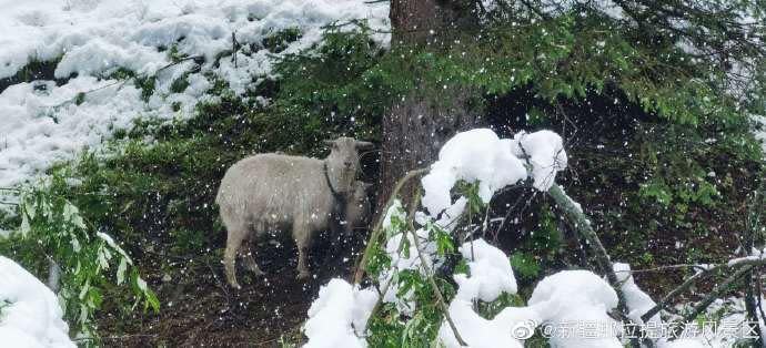 新疆在六月底發生暴雪，導致近500頭羊死亡。（（翻攝新疆那拉提旅遊風景區微博）