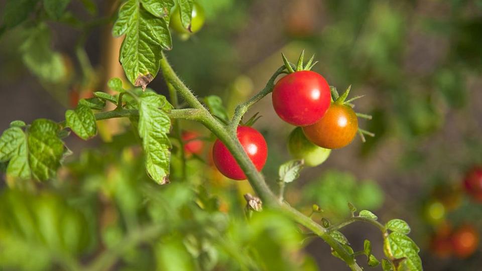 Tomates