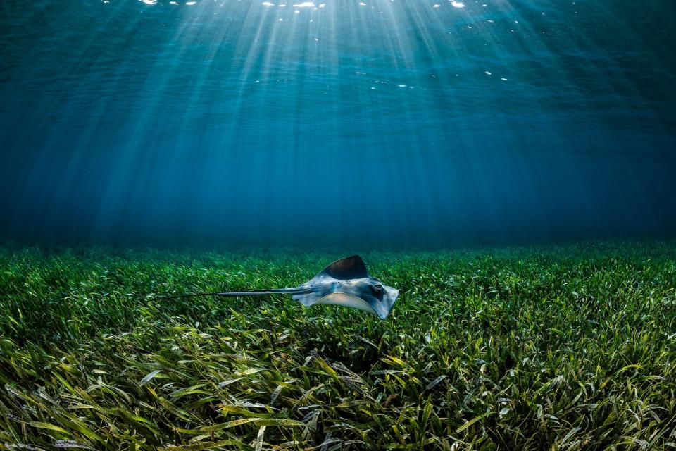 A Southern stingray patrols a healthy seagrass meadow in the Bahamas.