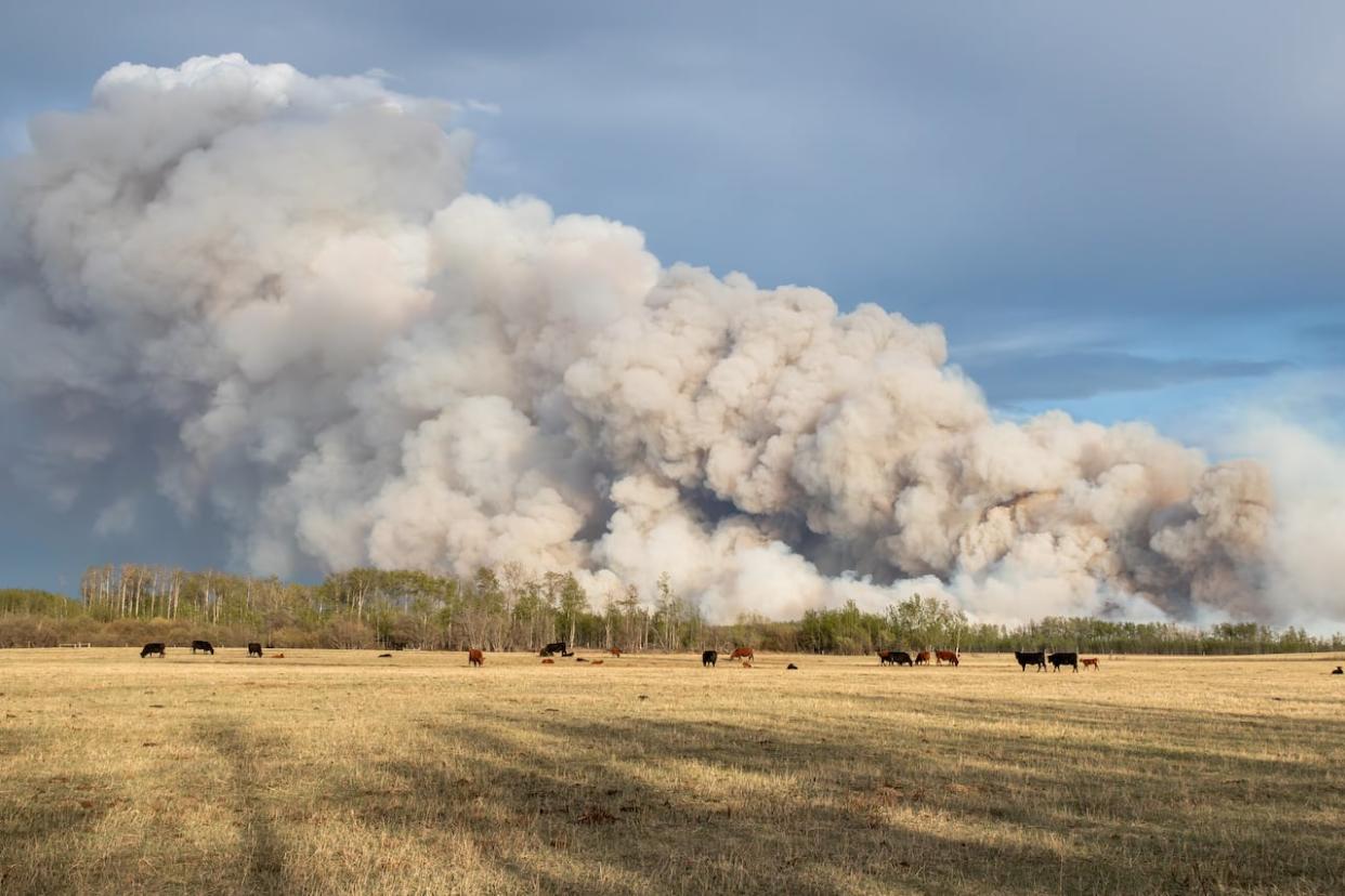 A wildfire burns in Teepee Creek, located within the county of Grande Prairie in northwestern Alberta. (Submitted by Josh Bourget - image credit)