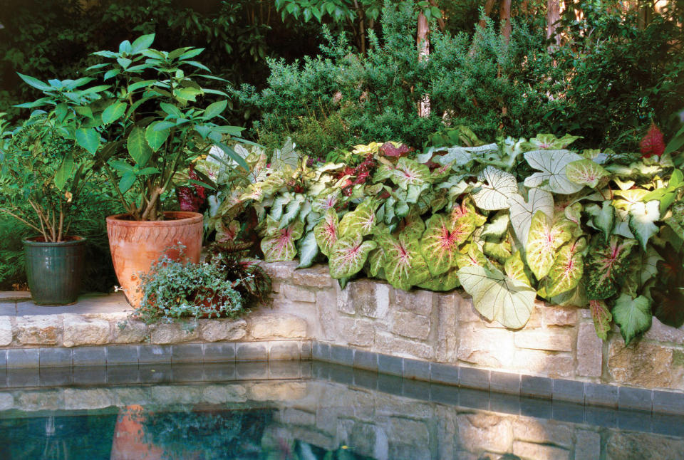 Caladium Cacophony