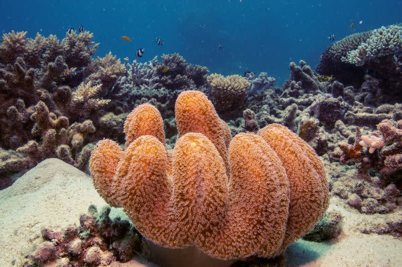 A colony of mushroom leather coral grows on the Great Barrier Reef off the coast of Cairns, Australia