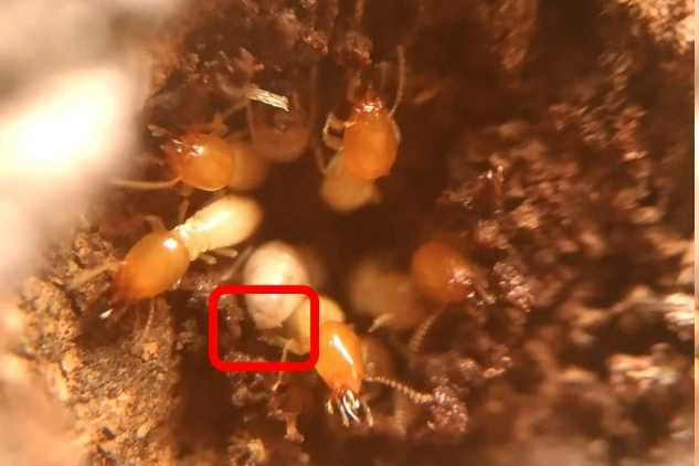 白蟻使用糞便作建材示意圖