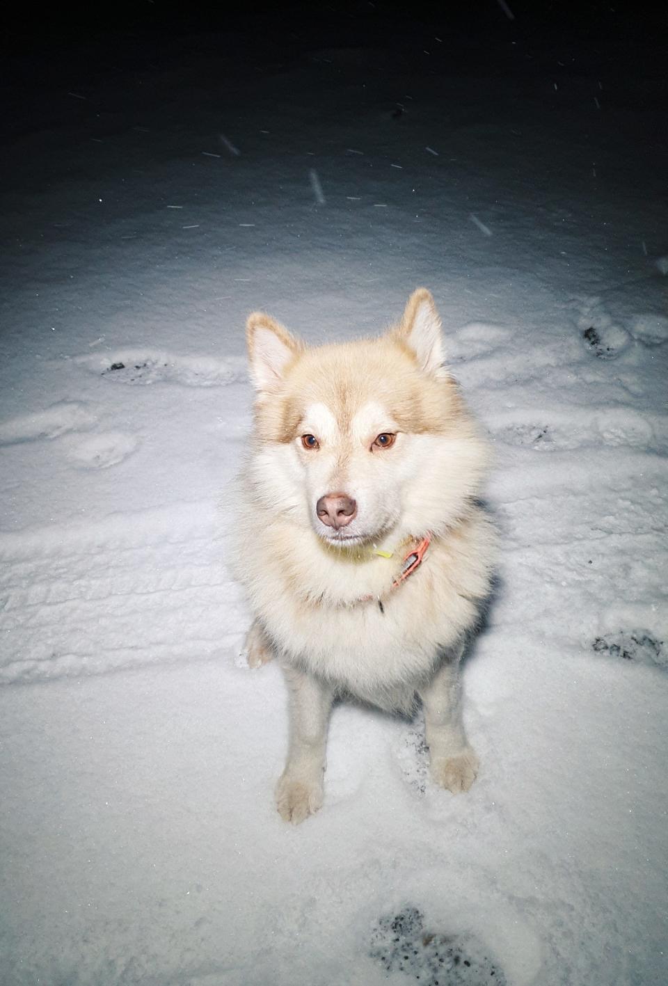 Cecilia Blomdahl Svalbard Grim dog