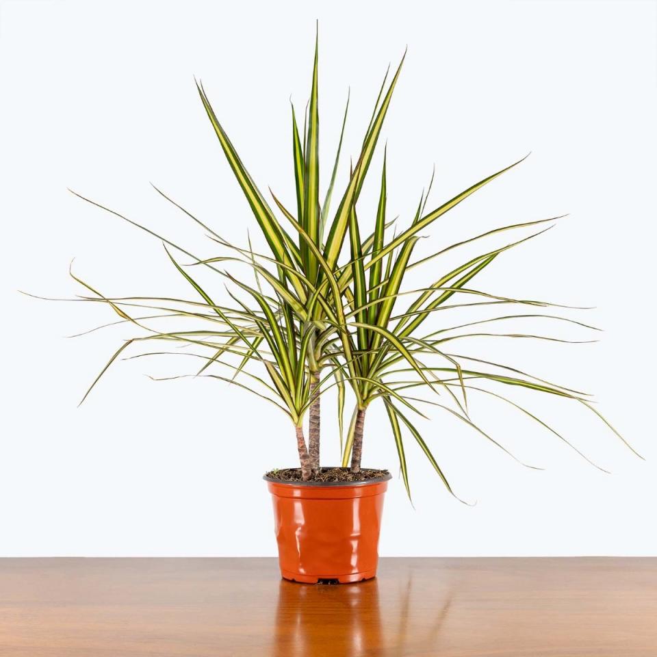 Dracaena plant with long thin spiky leaves