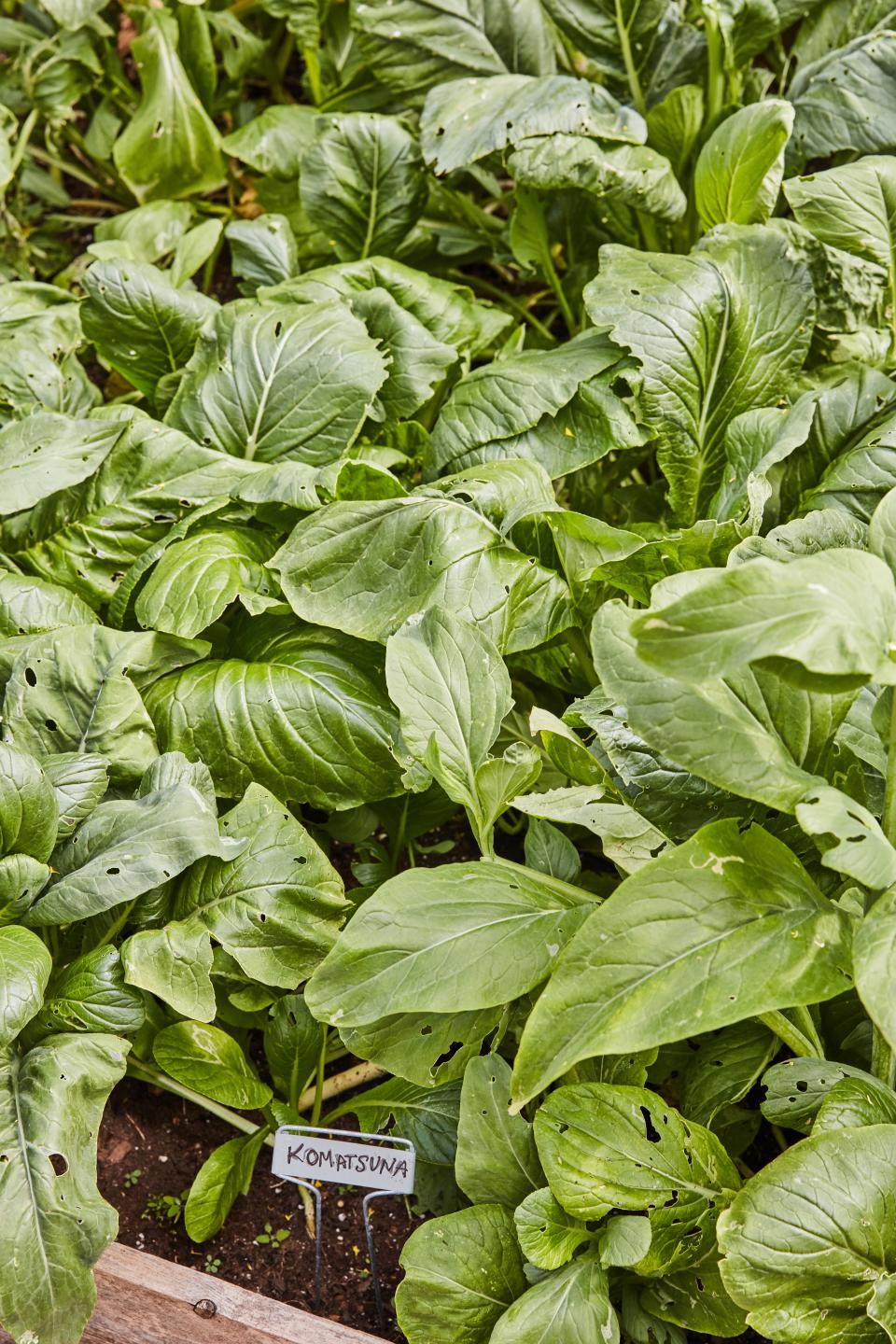 The komatsuna, or Japanese mustard spinach, is thriving.