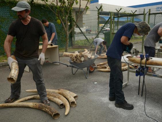 Dr Samuel Wasser and his team do forensic analysis of a 4.6-tonne ivory seizure in Singapore in 2015. The containers were being shipped from Mombasa, Kenya to Vietnam. (Kate Brooks/The Last Animals)