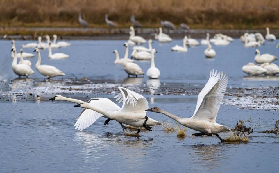 A proposed algae treatment project on Lake Mattamuskeet is raising alarm among birders and environmentaists who are concerned it could harm the migratory birds that frequent the wildlife refuge. This photo shows tundra swans and sandhill cranes on the Hyde County lake.