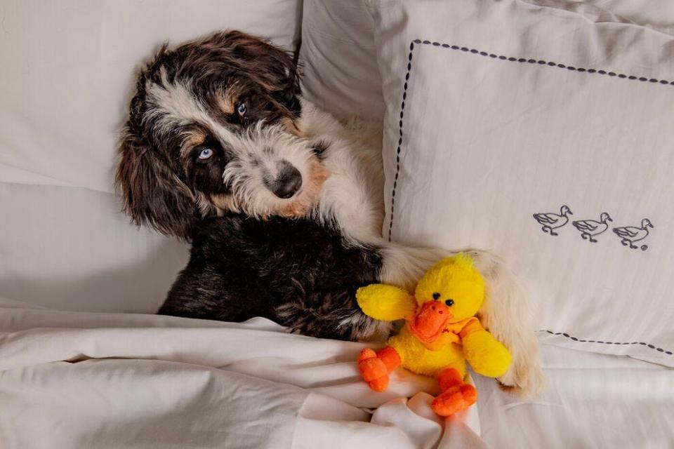 Bring your pet along to The Peabody Memphis, a favorite for our readers