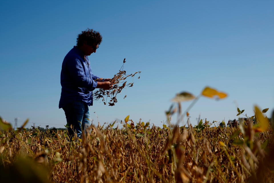 En esta imagen, tomada el 23 de marzo de 2018, Jorge Josifovich, un ingeniero agrónomo que asesora y arrienda tierras a los propietarios de la zona, observa vainas de soja afectadas por la sequía cerca de Pergamino, en Argentina. “No solamente está la pérdida de rendimiento de grano físico, también la (mala) calidad, que se castiga en el precio final del producto”, dijo Josifovich. (AP Foto/Sebastián Pani)