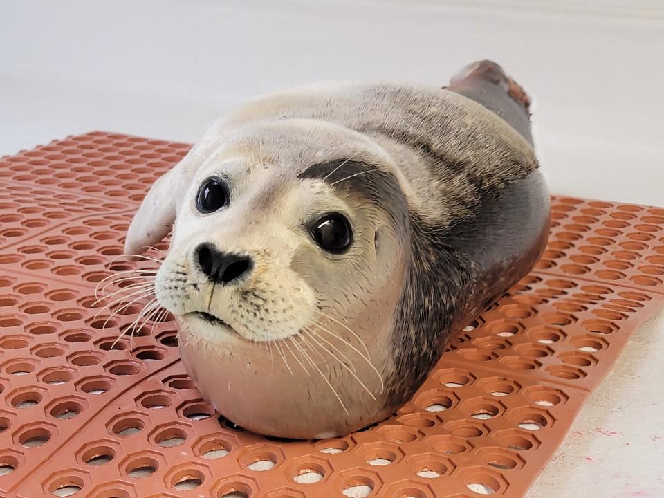 An injured young seal was rescued by Marine Mammal Stranding Center on Christmas Day in Surf City.