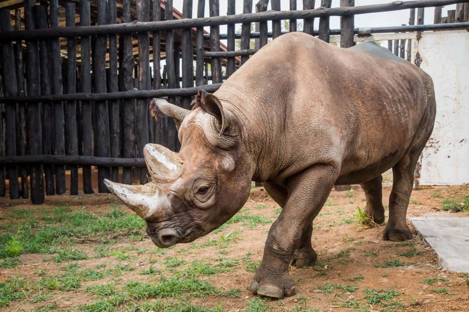 A critically endangered eastern black rhino walks around its enclosure just after being offloaded from a truck in Akagera national park, Rwanda: AP