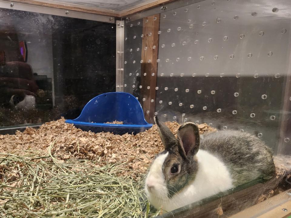 The Don Harrington Discovery Center (DHDC) invites the community to "Discover Through Time" and explore animals and wildlife of the High Plains from the past. According to DHDC, this is a new permanent exhibit and is part of the center's first modifications in the building in more than a decade.