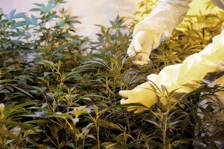 A gardener checks marijuana plants in an indoor plantation of a marijuana's smokers club on the outskirts of Montevideo, Uruguay July 16, 2017. REUTERS/Andres Stapff