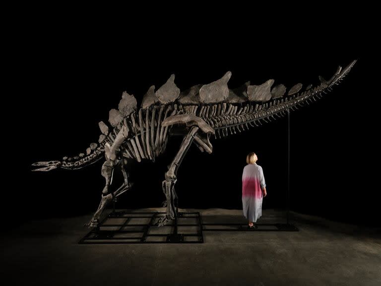 Apex, el esqueleto de estegosaurio más completo y caro del mundo, comprado por el multimillonario Ken Griffin