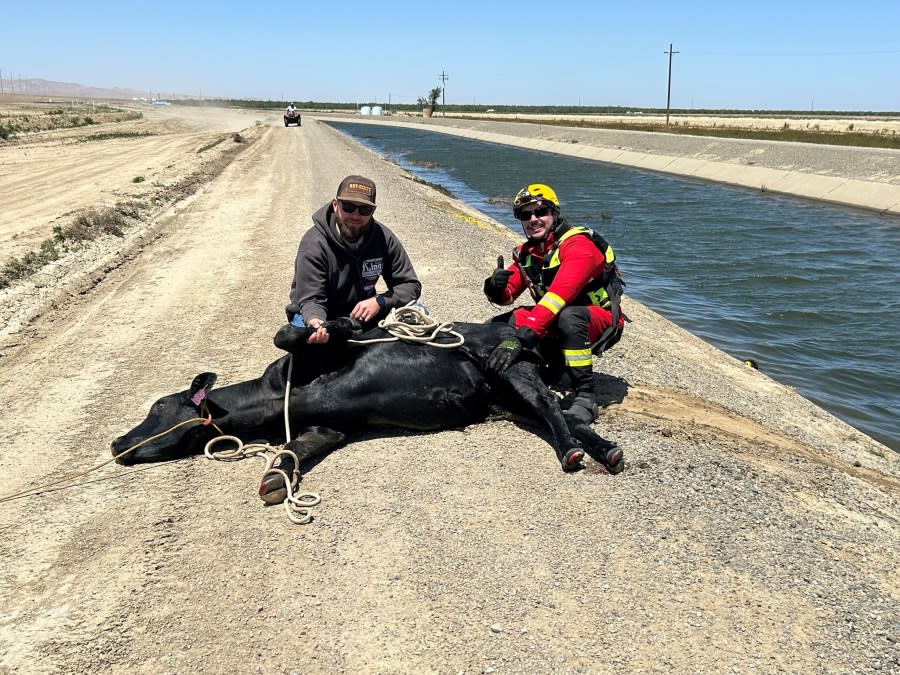 Cow after being rescued by deputies