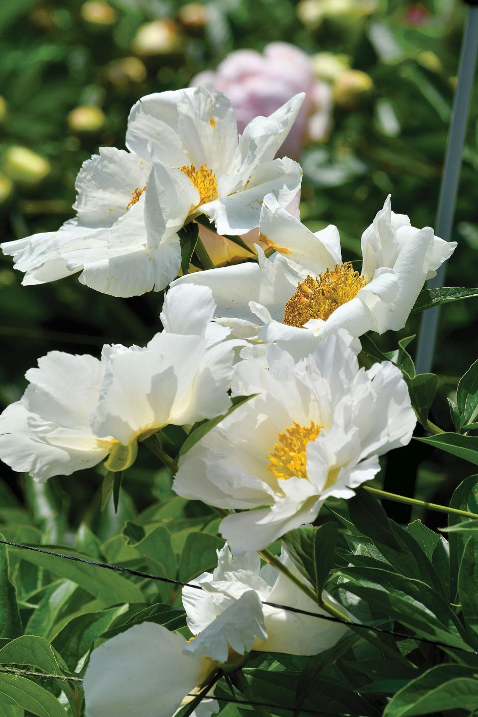 A Krinkled White peony.