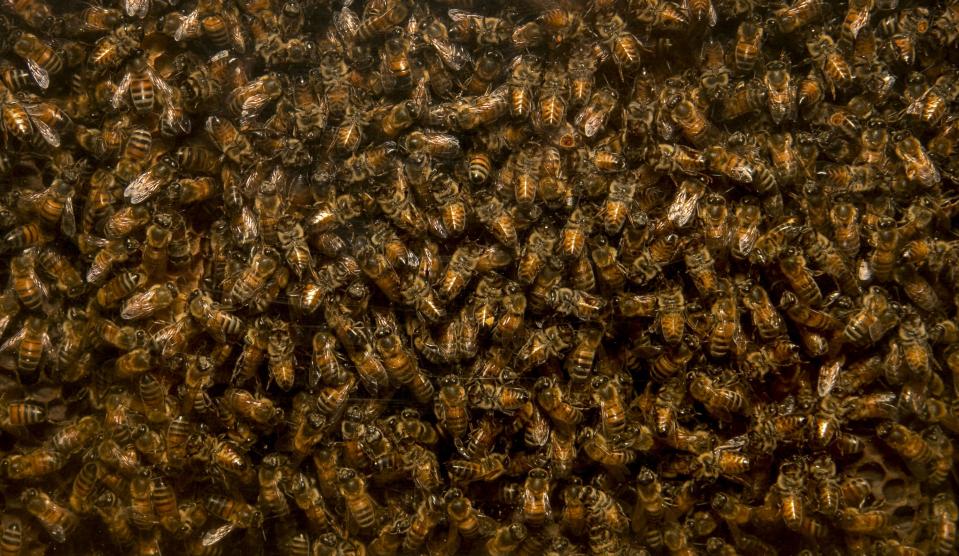 Honey bees at Texas Honey Bee Farm in Austin.