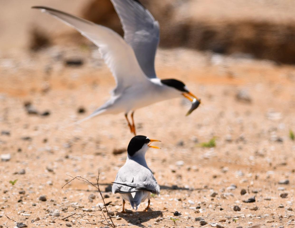 The construction area for The Vue in Satellite Beach has areas marked off for Do Not Enter and No Dogs. Numerous least tern birds are nesting on the site. 