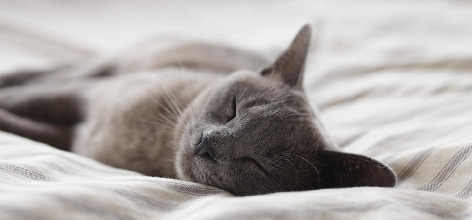 A cat sleeping on a bed