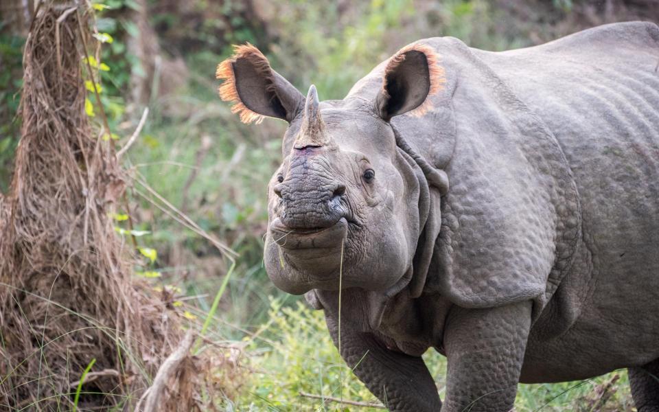 Chitwan NP is home to 600 one-horned rhinos - Getty