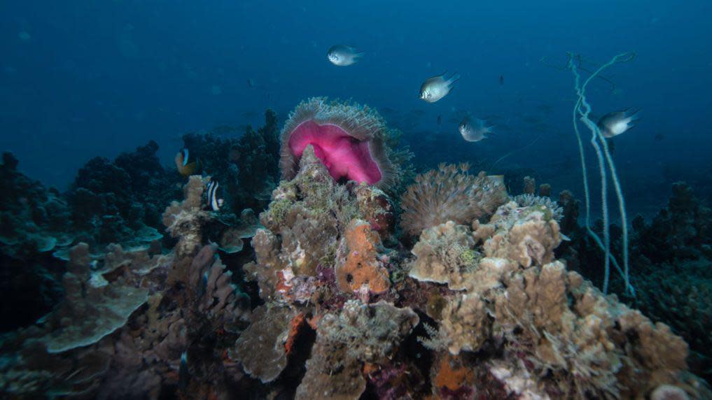 A view of coral reefs and the underwater ecosystem at Bawe Island in Zanzibar, Tanzania on June 23, 2023